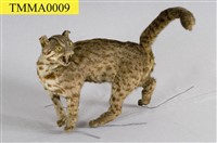 Leopard Cat Collection Image, Figure 5, Total 12 Figures
